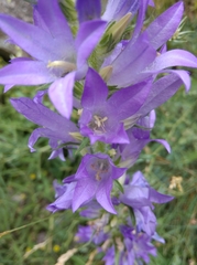 Campanula spicata