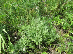 Leontopodium leontopodioides