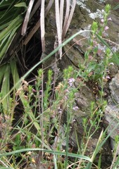 Micromeria graeca