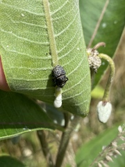 Rhyssomatus lineaticollis