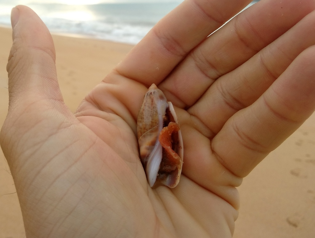 Agaroniinae
