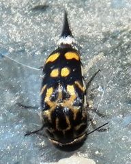 Hoshihananomia octopunctata