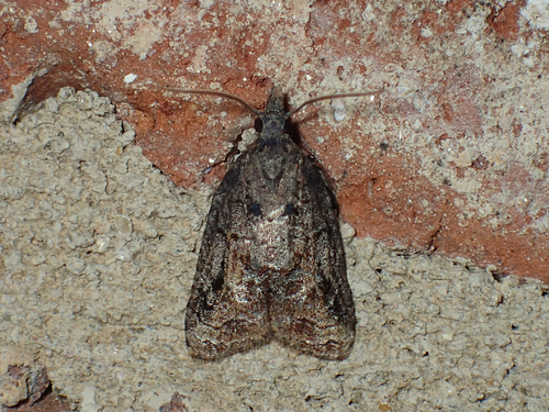 Tufted Apple Bud Moth photo 5