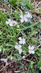 Dontostemon integrifolius