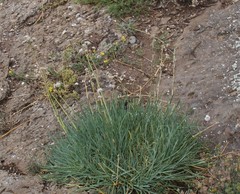 Gypsophila pallasii