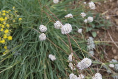 Gypsophila pallasii