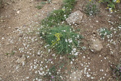 Gypsophila pallasii