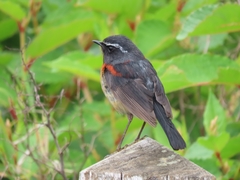 Tarsiger johnstoniae