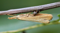 Agriphila straminella