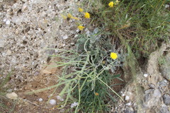 Matthiola odoratissima
