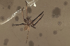 Larinioides sclopetarius