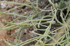 Matthiola odoratissima