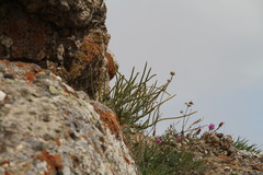 Matthiola odoratissima