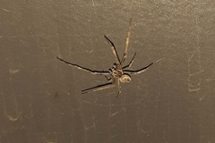 Larinioides sclopetarius