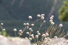 Gypsophila pallasii