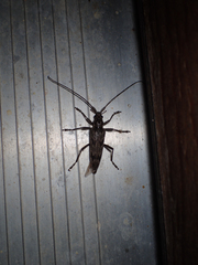 Elytrimitatrix undata