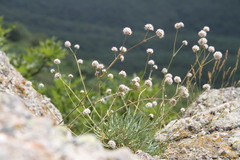 Gypsophila pallasii