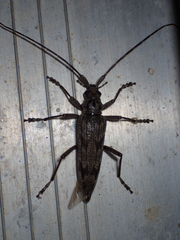 Elytrimitatrix undata