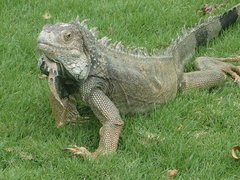 Iguana iguana