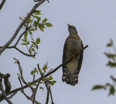 Cuculus solitarius