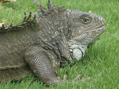 Iguana iguana