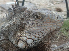 Iguana iguana