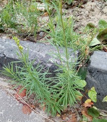 Linaria vulgaris