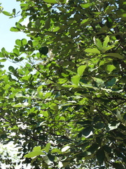 Quercus liebmannii