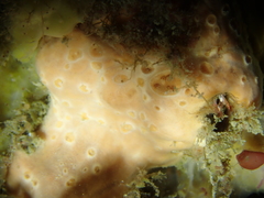 Hemimycale columella