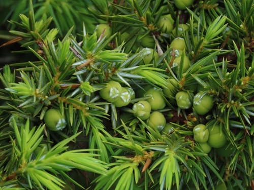 Image of Juniperus formosana by (c) chiuluan, some rights reserved (CC BY)