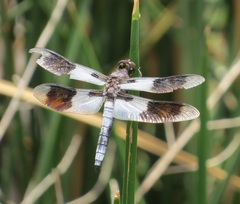 Plathemis subornata