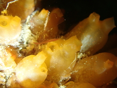 Stolonica socialis