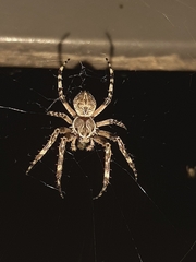 Larinioides sclopetarius