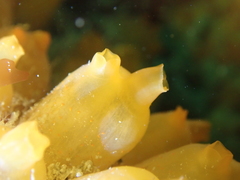 Stolonica socialis