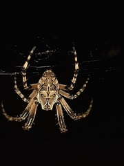 Larinioides sclopetarius