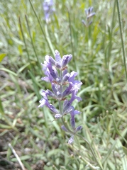 Lavandula angustifolia
