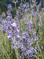 Lavandula angustifolia