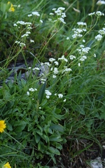 Valeriana saxatilis