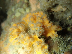 Stelligera montagui