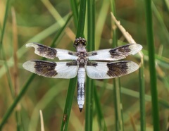 Plathemis subornata