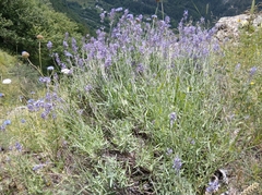 Lavandula angustifolia