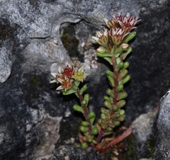 Sedum atratum