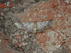 Idaea furciferata