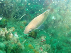 Ctenolabrus rupestris