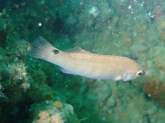 Ctenolabrus rupestris