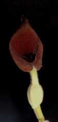 Aristolochia bracteosa