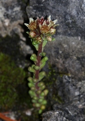 Sedum atratum