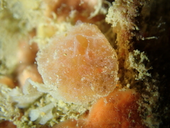 Polyclinidae