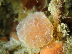 Polyclinidae