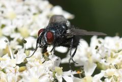 Epicampocera succincta